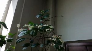 Клеродендрум - цветение