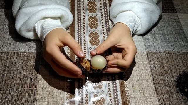 Волохатий фрукт: рамбутан. Агент Маргарита. смотреть онлайн
