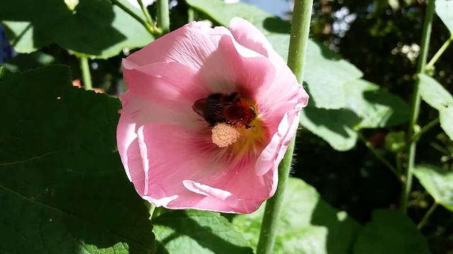 Трудовые будни шмеля смотреть онлайн