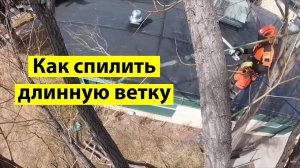 Советы. Как проще спилить длинную ветку.