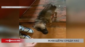 Живодёры среди нас: два факта жестокого обращения с животными выявлены в Ангарске и Черемхове