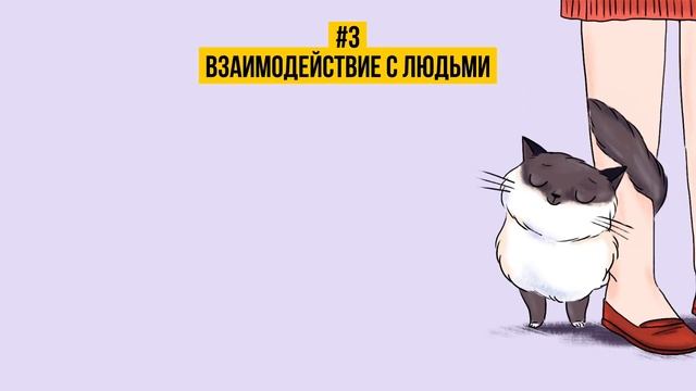 КАК НАЙТИ ОБЩИЙ ЯЗЫК СО СВОИМ КОТОМ смотреть онлайн