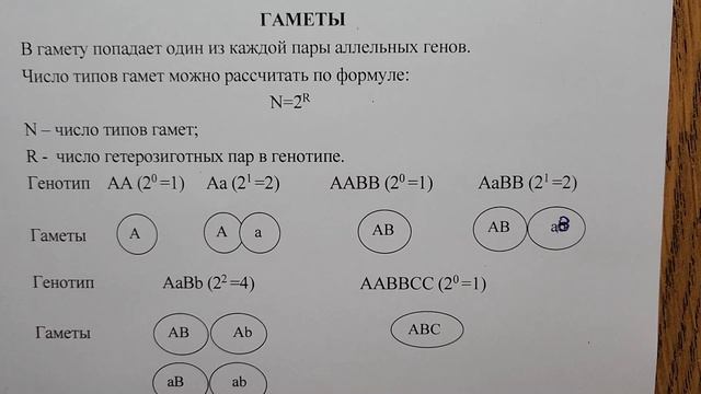 Генетика . Задачи. Часть 1. Выписка гамет. смотреть онлайн