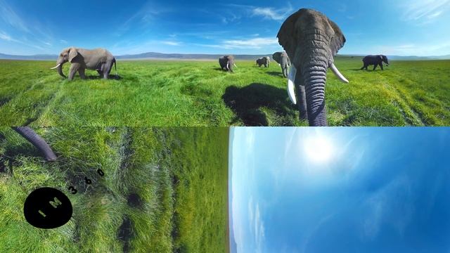 Surrounded by Wild Elephants in 4k 360 смотреть онлайн
