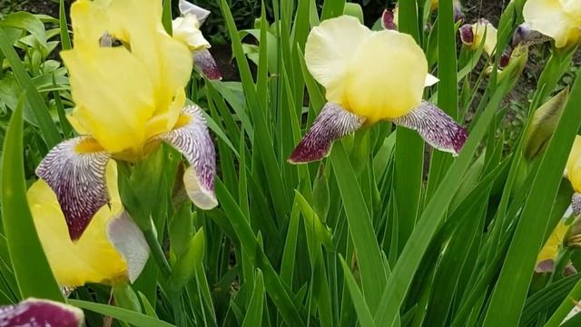 ИМПЕРАТОРСКИЙ ДРЕВОВИДНЫЙ ПИОН.РЕД- ГРЕЙС.ВЕЙГЕЛА КОРОЛЕВСКАЯ.КОЛЬКВИЦИЯ ЗАМЕЧАТЕЛЬНАЯ. смотреть онлайн