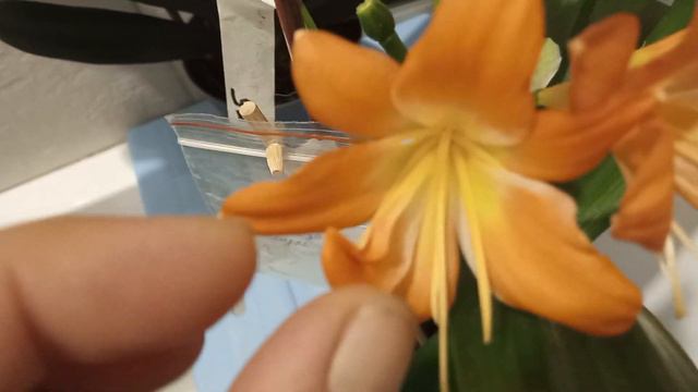 кливия 7-8 лепестков, мультипетальность, clivia смотреть онлайн