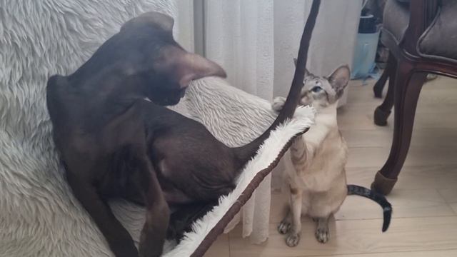 Ориентальный хвост-удочка 🎣🐈⬛ смотреть онлайн
