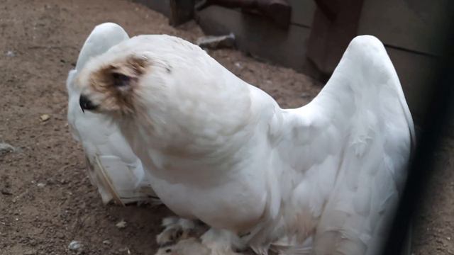 Мы стали свидетелями как Белая Сова "колдует" над своей добычей, издает странные звуки- хрюкает. смотреть онлайн