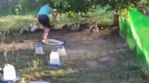 Выращивание уток от начала до забоя/Большая утка за 60 дней