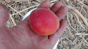 Абрикос Изигат /apricot Izigat/. Первые плоды потрясающей красоты и вкуса! Обзор от Макси Сад