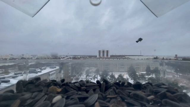 Синицы в кормушке смотреть онлайн