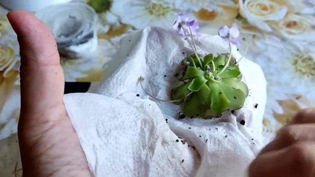 Распаковка посылки с ?Pinguicula Cyclosecta,?Pinguicula Laueana Crimson Red Flower. Сентябрь 2023 г смотреть онлайн