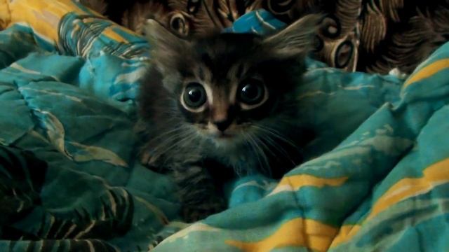 Пристраиваем кошек и котят (можем отправить в Москву и ближайшие регионы) смотреть онлайн