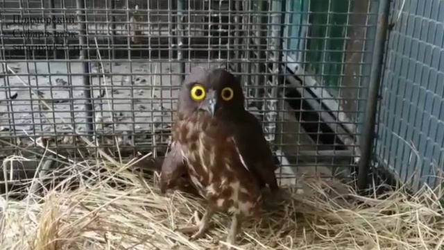 В ПАРК ПРИВЕЗЛИ ПОВРЕЖДЁННУЮ ИГЛОНОГУЮ СОВУ смотреть онлайн