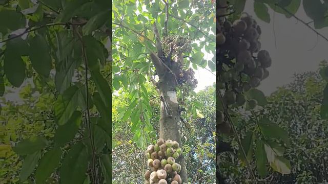 wild fig смотреть онлайн