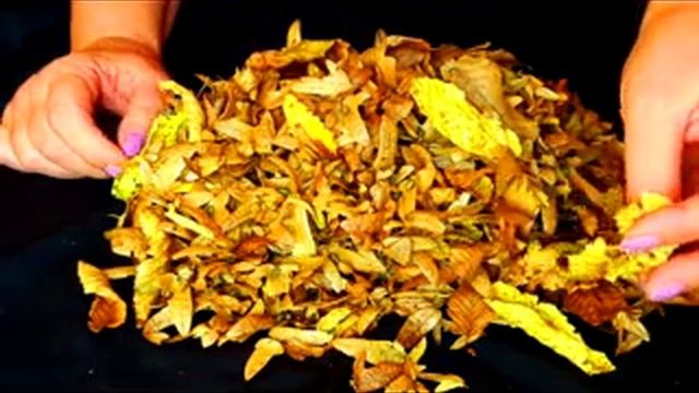 АСМР. Шелест листьев. Шорох опавшей листвы смотреть онлайн