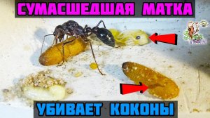 Сумасшедшая матка убивает коконы ● Myrmecia pyriformis
