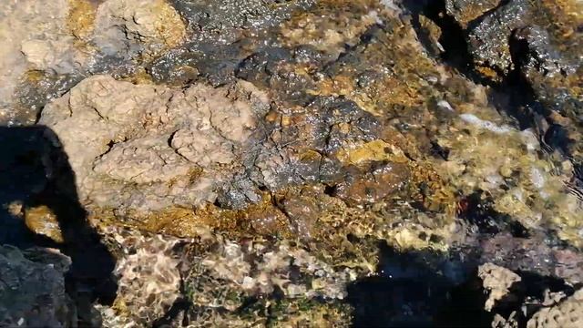 Морской аквариумист у моря, или как и где я собираю морскую живность. Часть 1 смотреть онлайн