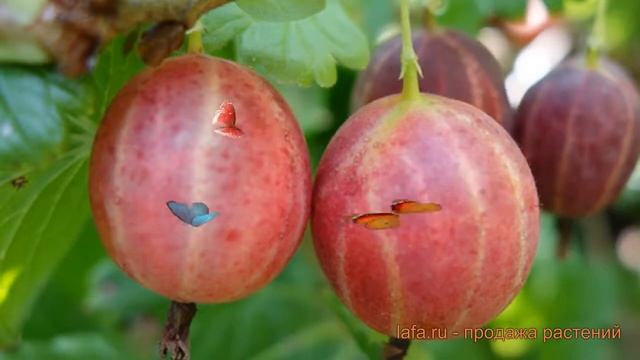 Крыжовник обыкновенная Уральский розовый ? обзор: как сажать, саженцы крыжовника Уральский розовый смотреть онлайн