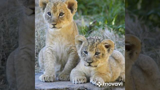 Клип под песню "дикая львица" смотреть онлайн