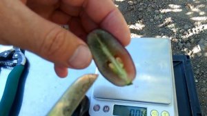 ТОРНАДО.Виноград селекции Калугина В.М.