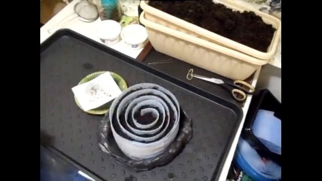 Сеем однолетники Часть-2. Сеем астры циннии георгину в улитку. Сорта астр, цинний смотреть онлайн