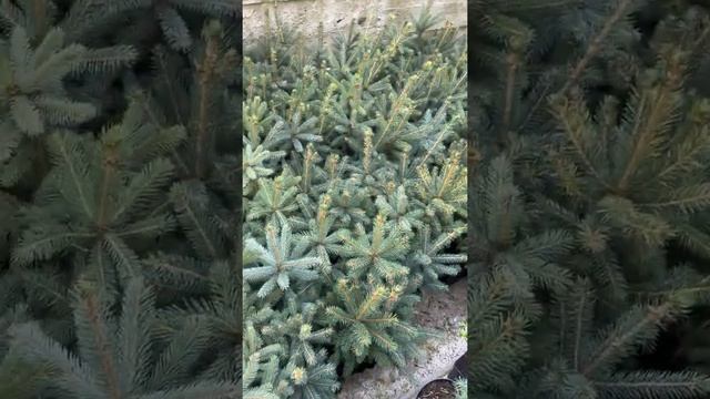 Picea Pungens Super Blue Seedling (SBS) ялинка голуба новий сорт смотреть онлайн