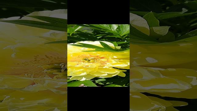 Пион Бартзелла