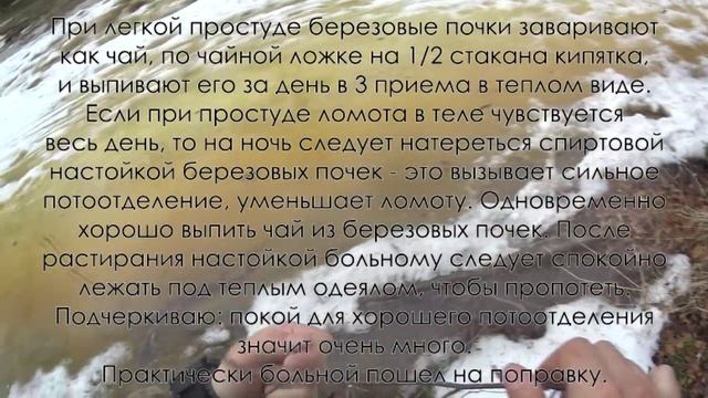 ДАРЫ ПРИРОДЫ / БЕРЕЗОВЫЕ ПОЧКИ смотреть онлайн