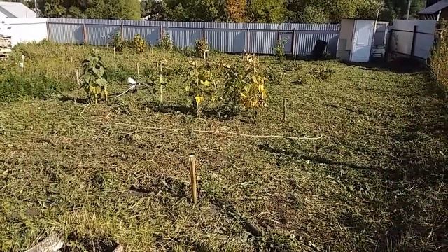 Секрет мощного электротриммера. Мотокоса. RED VERG RD-EB1600 ЧЕСТНЫЙ ОТЗЫВ ТРИММЕР - ГАЗОНОКОСИЛКА. смотреть онлайн