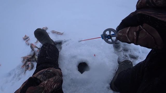 Дикий клев окуня! он не дает опуститься блесне. Первая рыбалка 2021 смотреть онлайн