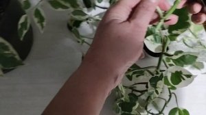 Размножение сциндапсусов.