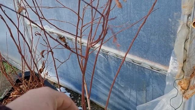 Наглядный пример как зависит прирост голубики от размера горшка. смотреть онлайн