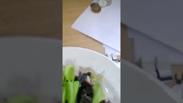 растение монстры 1 серия мухоловка смотреть онлайн