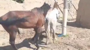 New Best Horse Meeting Long Time and Horse Meeting part 7