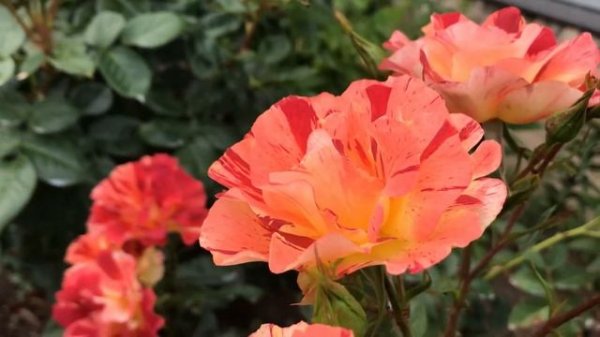 Роза Summer Lodge