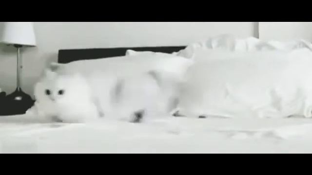 Albino Cat смотреть онлайн