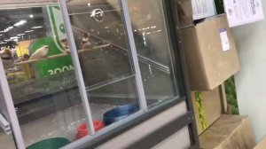 •ПОКУПАЕМ ПОПУГАЯ!//ПОКУПКА ПОПУГАЯ) SK сестры⚡️✌🏻