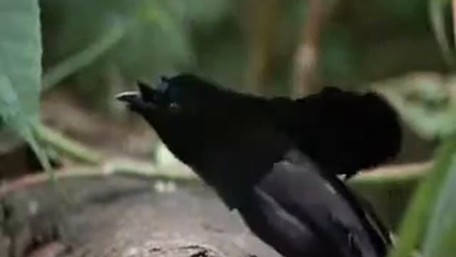 Танцующие птицы смотреть онлайн