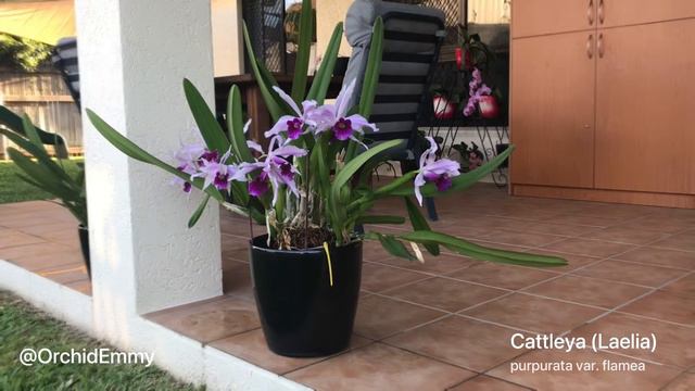 Cattleya Purpurata Var. Flamea