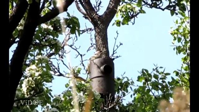 Дятел долбит по металлу смотреть онлайн