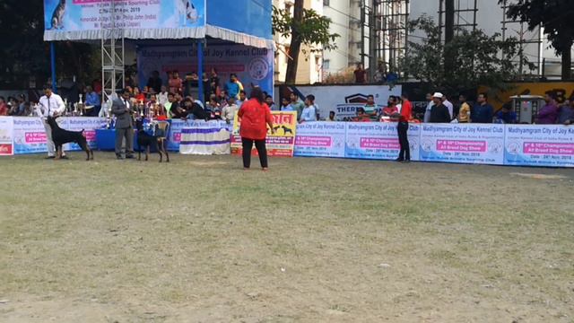 Dog Show kolkata 2019 | DOBERMAN PINSCHER RING | See WHO FINALLY WINS | Madhyamgram City 2019 смотреть онлайн