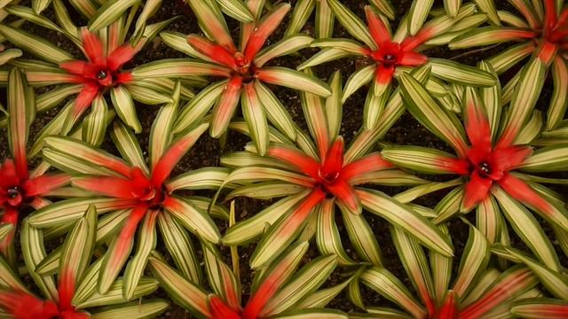 Tour A Bromeliad Greenhouse