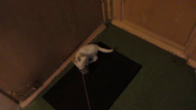 Kitty has gone mad from toy mouse/Котёнок озверел от игрушечной мышки смотреть онлайн