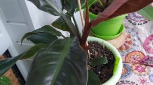 Уход за филодендроном