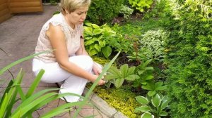 Лучшие растения для тени ? Прогулка по моему саду / Садовый гид