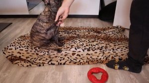 Дрессировка Французского бульдога. Как научить собаку командам