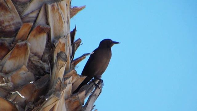 Bird on Palm смотреть онлайн