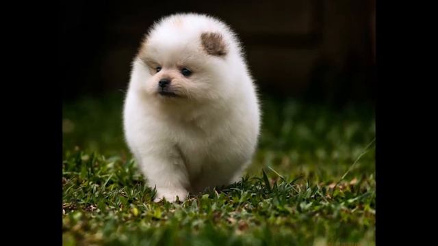 Самые маленькие собаки планеты