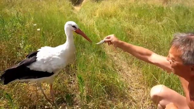 Аист дружит с людьми смотреть онлайн